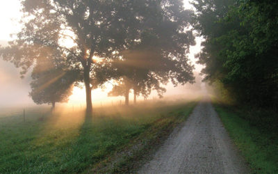 What’s Your Favorite Katy Trail Tree? Post It!