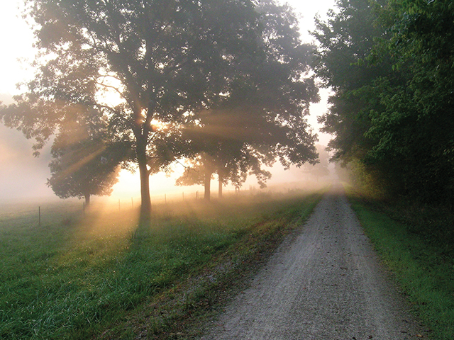 What’s Your Favorite Katy Trail Tree? Post It!