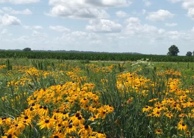 Missouri Native Prairie