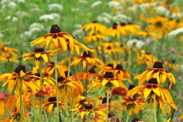 Priairie-flowers (3)