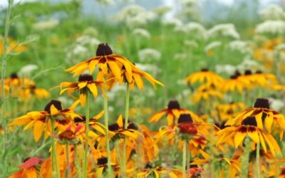 Peers Prairie Days Were the Last Two Weekends in June!