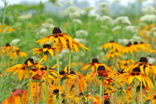 Peers Prairie Days Were the Last Two Weekends in June!