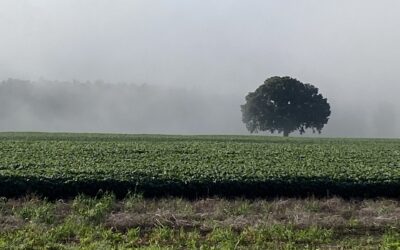 Celebrating 10 Years By Planting More Bur Oaks